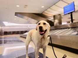 La indemnización por pérdida de mascota ¿debe ser mayor que la que se puede recibir por daños en el equipaje?