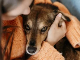 Violencia vicaria por matar a un animal: ¿Puedo denunciar a mi expareja si hace daño a mi mascota? Un juzgado español ha condenado a un hombre por violencia vicaria por matar a un animal delante de su pareja
