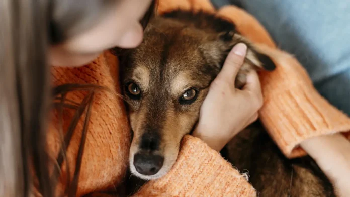 Un juzgado español ha condenado a un hombre por violencia vicaria por matar a un animal delante de su pareja