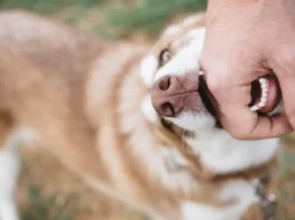 Se tiene derecho a recibir una indemnización tras ser mordido por un perro
